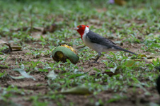 Paroare huppé ou cardinal